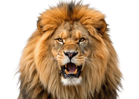 The Wild Majesty of PNG Male Lion Wildlife Graphics